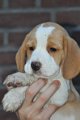 Afb_20130110_Benny (2)